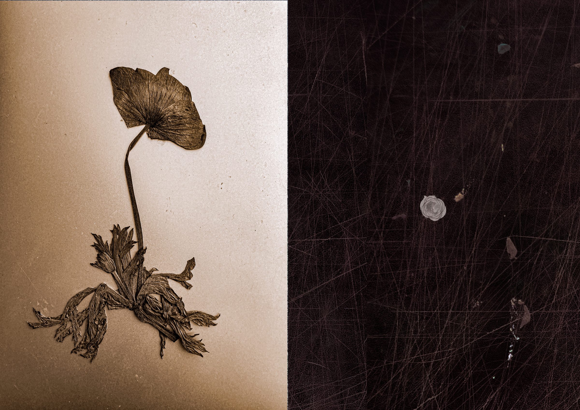 Itzik Rennert, Dead Flower